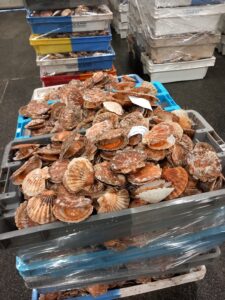 pêche coquille saint jacques