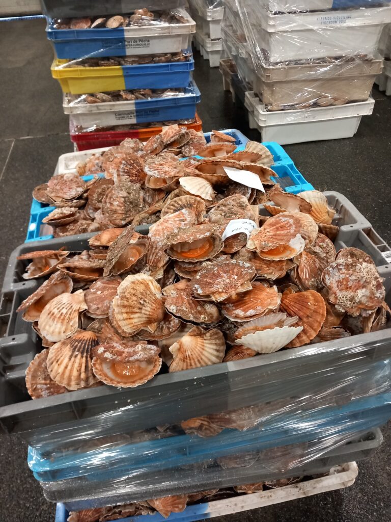 pêche coquille saint jacques